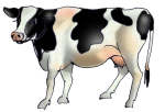 Farm - Cow1 - John Duffield duffield-design
