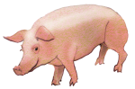 Farm animal - Pig2 - facing left John Duffield duffield-design