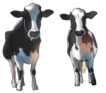 Farm - Two Cows -John Duffield duffield-design