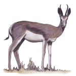 Gazelle - wild animal - John Duffield duffield-design