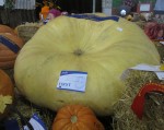 Giant 618 kg prize-winning pumpkin Bev Dunbar Maths Matters