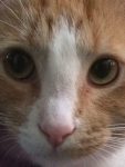 Ginger cat closeup Bev Dunbar Maths Matters