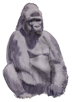 Gorilla - wild animal John Duffield duffield-design