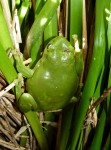 Green tree frog - amphibian Bev Dunbar Maths Matters