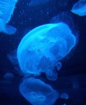 Jellyfish are 95 percent Water Bev Dunbar Maths Matters