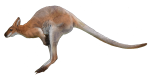 Kangaroo 1.5 m tall - John Duffield duffield-design