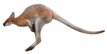 Kangaroo - John Duffield duffield-design