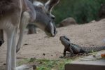 Kangaroo greeting lizard Bev Dunbar Maths Matters