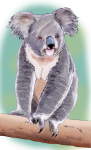 Koala - John Duffield duffield-design