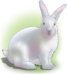 Lucky White Rabbit - John Duffield duffield-design