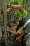 Measuring an elephants Trunk HUTAN-Jamil Sinyor Sabah