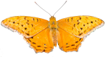 Orange Butterfly Bev Dunbar Maths Matters
