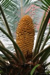 Sago Palm Seed Pattern Bev Dunbar Maths Matters