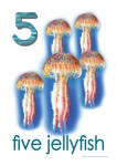 Sea Creatures 5 Jellyfish Poster  Bev Dunbar Maths Matters
