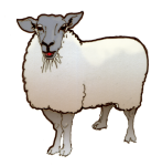 Sheep 2 - farm John Duffield duffield-design
