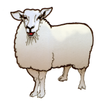 Sheep 1 - farm John Duffield duffield-design