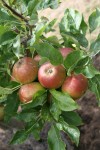 Spherical Apples Bev Dunbar Maths Matters