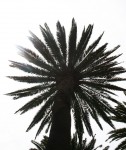 Spherical Palm Fronds Bev Dunbar Maths Matters