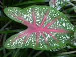 Symmetrical Leaf Bali Bev Dunbar Maths Matters