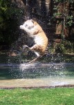 Tiger jumping 1 metre in the air Warren Dunbar