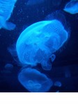 Volume of a Giant Jellyfish Bev Dunbar Maths Matters JPG