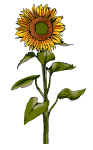 sunflower - John Duffield duffield-design